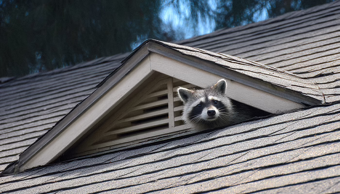 No Vacancy: Fixing the Attic Ventilation Issues That Invite Pests