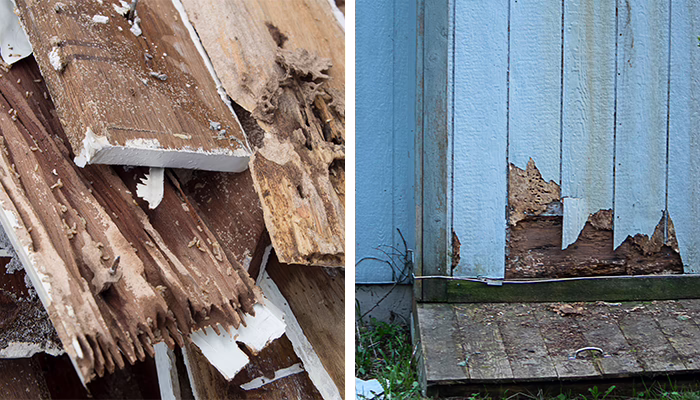 termines - what homeowners should watch for